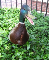 tiggertheduck