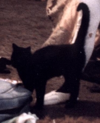 1982 Oozo Kitty
