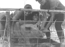 1988 Pig Wrestling