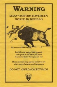 Buffalo Flyer